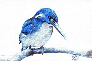 kingfisher (2)